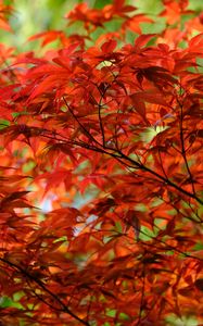 Preview wallpaper leaves, branches, maple, autumn