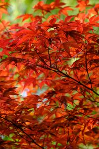 Preview wallpaper leaves, branches, maple, autumn