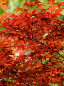 Preview wallpaper leaves, branches, maple, autumn