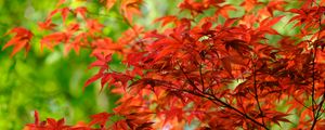 Preview wallpaper leaves, branches, maple, autumn