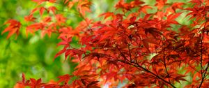 Preview wallpaper leaves, branches, maple, autumn