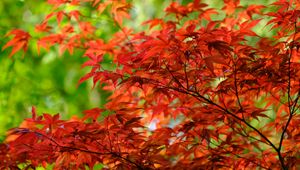 Preview wallpaper leaves, branches, maple, autumn