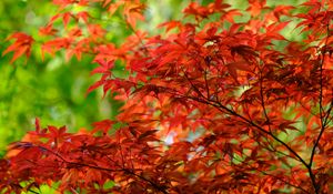 Preview wallpaper leaves, branches, maple, autumn