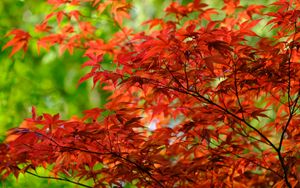 Preview wallpaper leaves, branches, maple, autumn