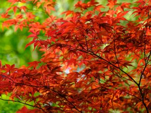 Preview wallpaper leaves, branches, maple, autumn
