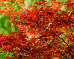 Preview wallpaper leaves, branches, maple, autumn