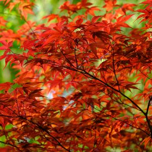 Preview wallpaper leaves, branches, maple, autumn