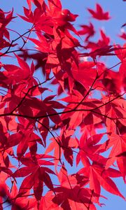 Preview wallpaper leaves, branches, maple, autumn, sky