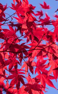 Preview wallpaper leaves, branches, maple, autumn, sky