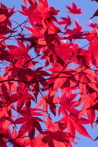 Preview wallpaper leaves, branches, maple, autumn, sky