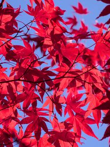 Preview wallpaper leaves, branches, maple, autumn, sky