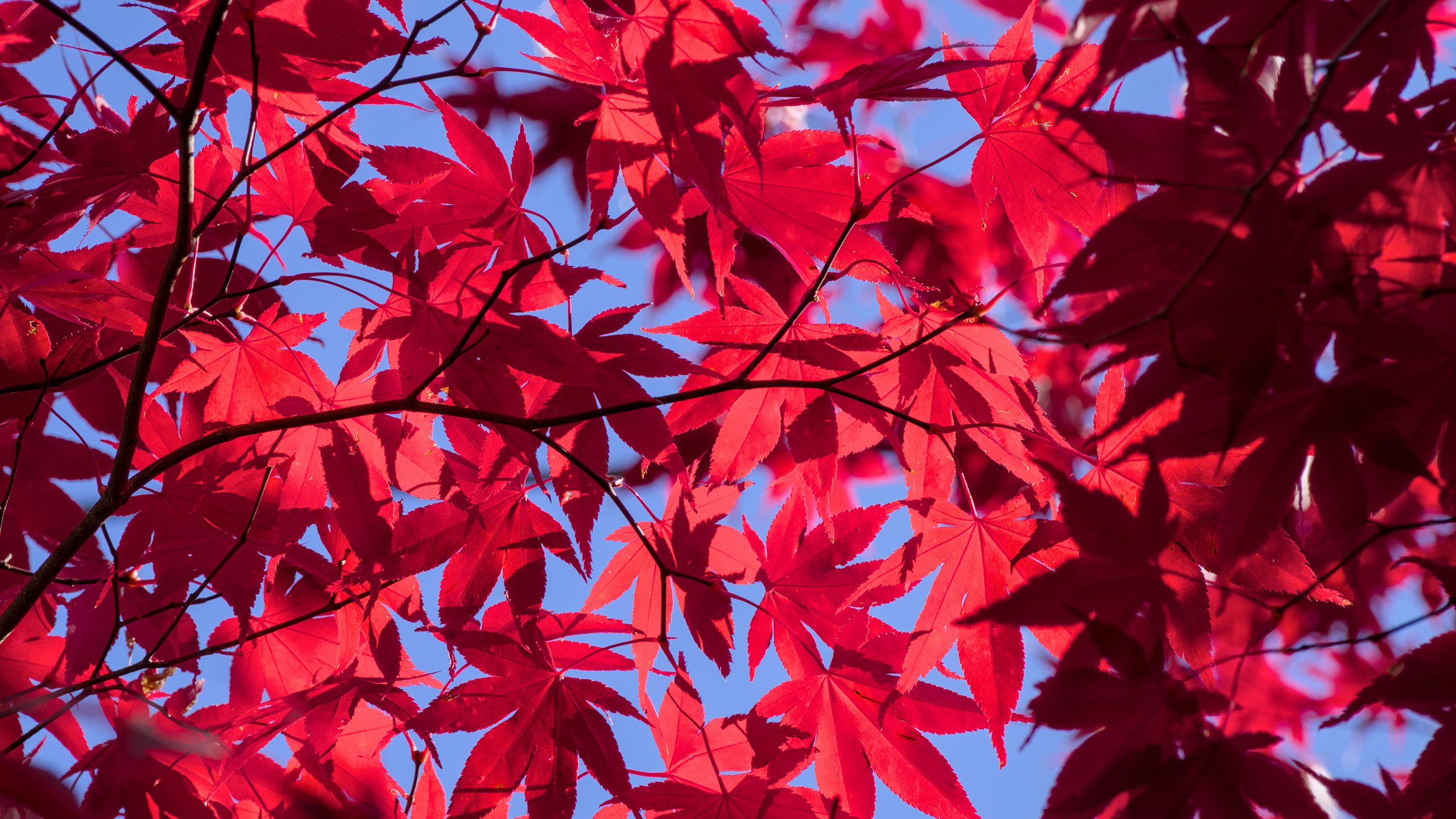 Download wallpaper 2560x1440 leaves, branches, maple, autumn, sky ...