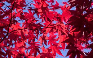 Preview wallpaper leaves, branches, maple, autumn, sky