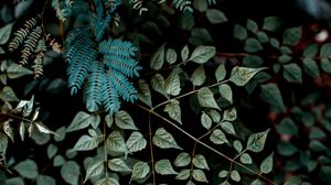 Preview wallpaper leaves, branches, nature, green
