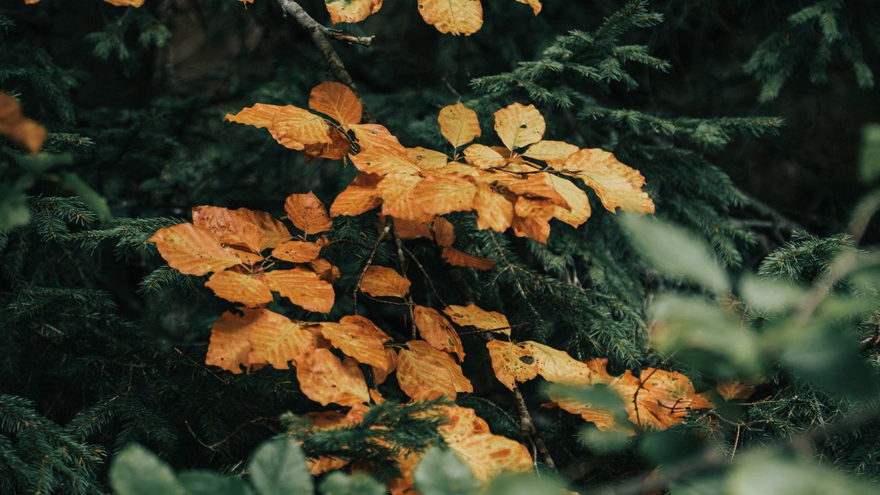 Wallpaper leaves, branches, needles, bushes hd, picture, image