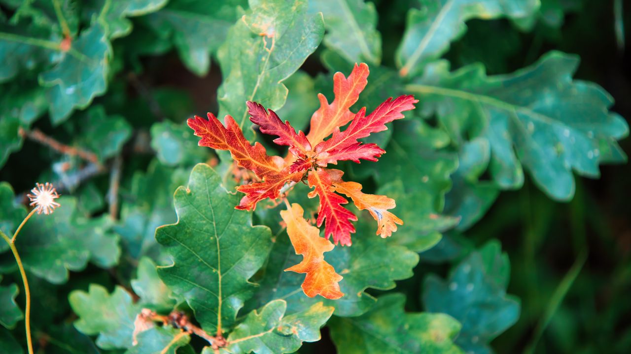 Wallpaper leaves, branches, oak, nature