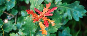 Preview wallpaper leaves, branches, oak, nature
