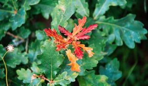 Preview wallpaper leaves, branches, oak, nature