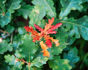 Preview wallpaper leaves, branches, oak, nature