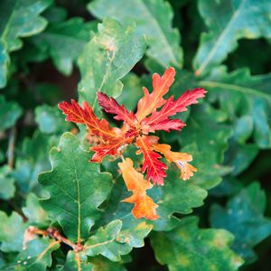 Preview wallpaper leaves, branches, oak, nature