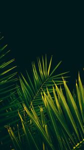 Preview wallpaper leaves, branches, palm trees, black background