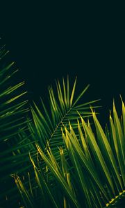 Preview wallpaper leaves, branches, palm trees, black background