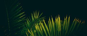 Preview wallpaper leaves, branches, palm trees, black background