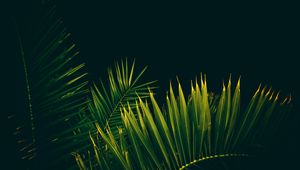 Preview wallpaper leaves, branches, palm trees, black background