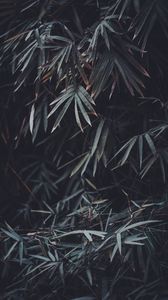 Preview wallpaper leaves, branches, plant, vegetation, blur