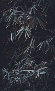 Preview wallpaper leaves, branches, plant, vegetation, blur
