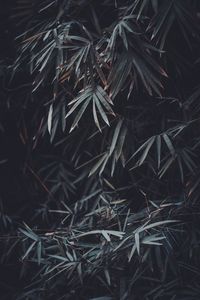 Preview wallpaper leaves, branches, plant, vegetation, blur