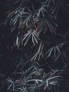 Preview wallpaper leaves, branches, plant, vegetation, blur