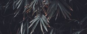 Preview wallpaper leaves, branches, plant, vegetation, blur