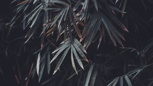 Preview wallpaper leaves, branches, plant, vegetation, blur