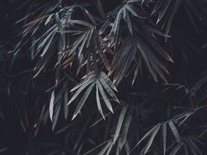 Preview wallpaper leaves, branches, plant, vegetation, blur