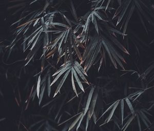 Preview wallpaper leaves, branches, plant, vegetation, blur