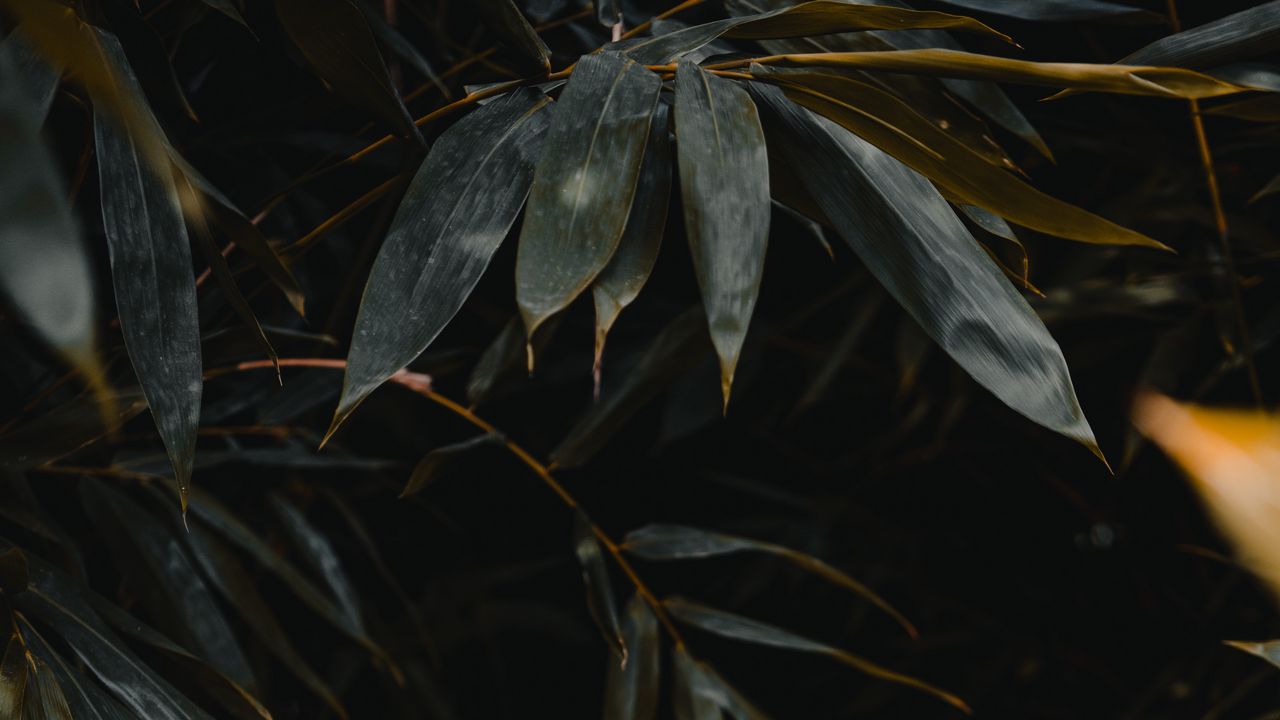 Wallpaper leaves, branches, plant, green