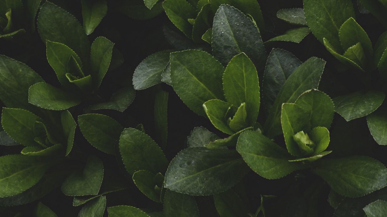 Wallpaper leaves, branches, plant, bush