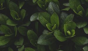 Preview wallpaper leaves, branches, plant, bush