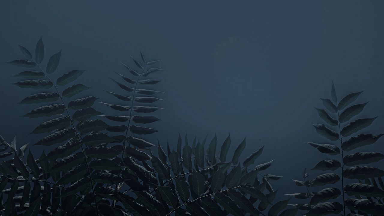 Wallpaper leaves, branches, plant, dark
