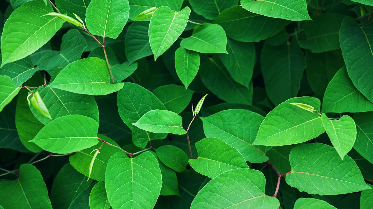 Wallpaper leaves, branches, plant, macro, green