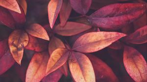 Preview wallpaper leaves, branches, plant, macro, red