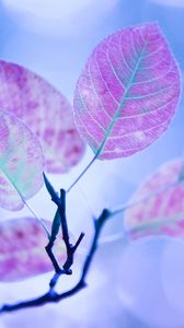 Preview wallpaper leaves, branches, plant, light