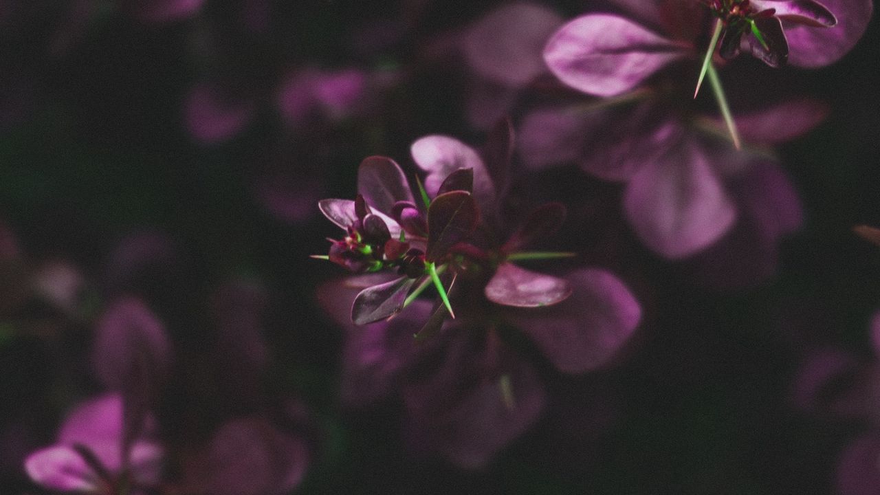 Wallpaper leaves, branches, purple, macro