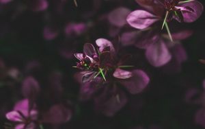 Preview wallpaper leaves, branches, purple, macro