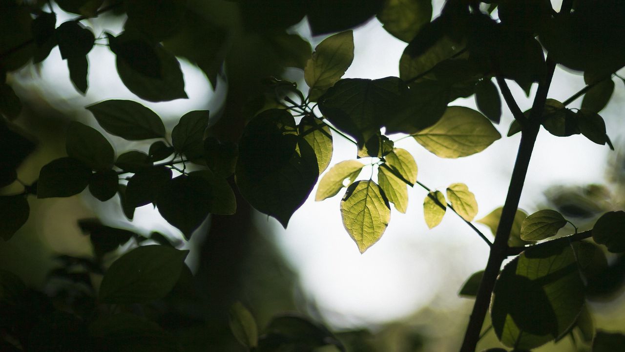 Wallpaper leaves, branches, ray