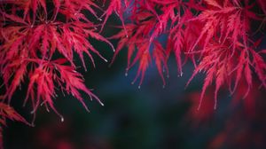 Preview wallpaper leaves, branches, red, autumn