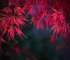 Preview wallpaper leaves, branches, red, autumn