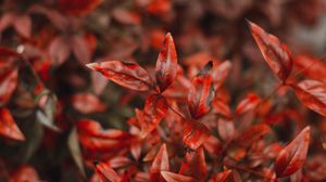 Preview wallpaper leaves, branches, red, autumn, macro