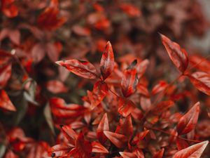 Preview wallpaper leaves, branches, red, autumn, macro